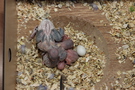 130329 --- Gruppbild av alla ungar